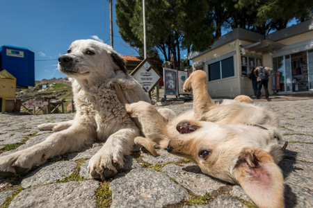 Two puppies lying on a stone walkway in the cityの写真素材