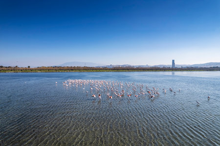 Aerial view of a large flock of flamingos in the sea.の写真素材