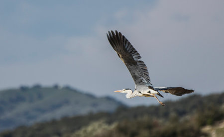 Gray Heron, Ardea cinerea, single bird in flight, Spainの写真素材