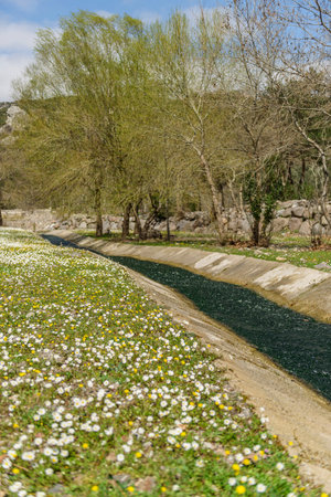 Spring landscape with a small stream and blooming flowers in the park