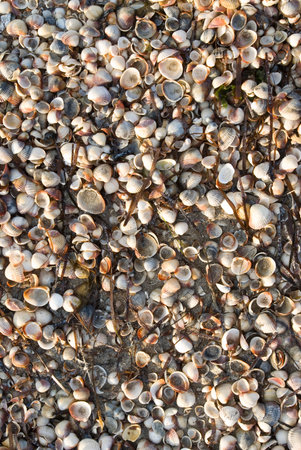 Seashells on the beach, close-up of photo
