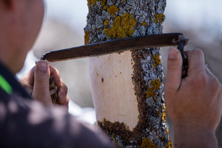 Close-up grafting site of pistachios tree, plant grafting and plant care in the gardenの写真素材