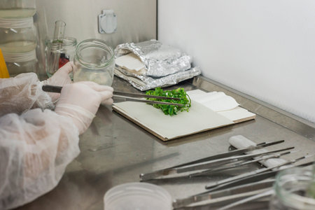 Genetic experiments plant in the laboratory.