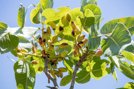 Close-up grafting site of pistachios tree, plant grafting and plant care in the gardenの写真素材