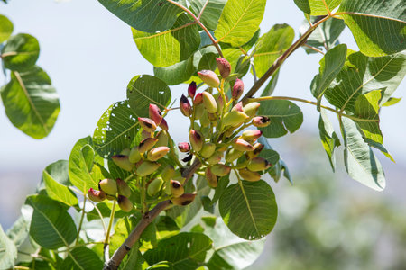 Close-up grafting site of pistachios tree, plant grafting and plant care in the gardenの写真素材