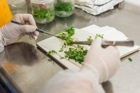 Genetic experiments plant in the laboratory.の写真素材
