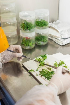Genetic experiments plant in the laboratory.の写真素材