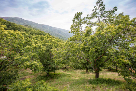 Horse chestnut leavesの写真素材