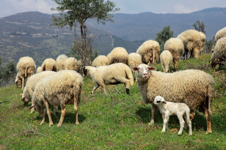 Ewe sheep -ovis aries- nursing two lambs, standing in a field with other sheep in the backgroundの写真素材