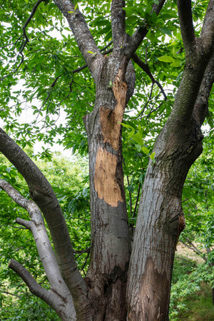 Horse chestnut leaves with bleeding cancer