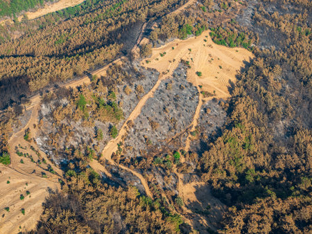Aerial view of forest trees regrowing after forest fire. Turkey, Izmirの写真素材