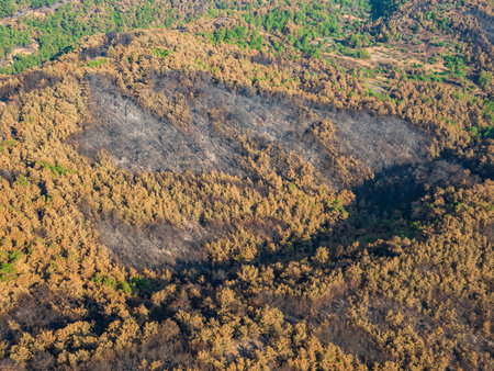 Aerial view of forest trees regrowing after forest fire. Turkey, Izmirの写真素材