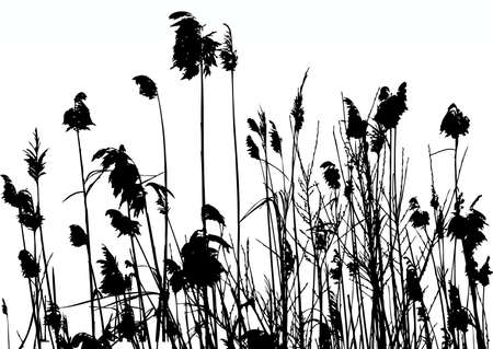 reedsのイラスト素材