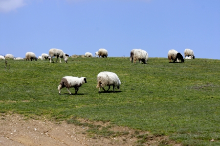 Sheepの写真素材