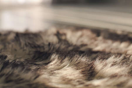 Grey and white fur of animal or wool on the floor at sunlight. Close upの写真素材