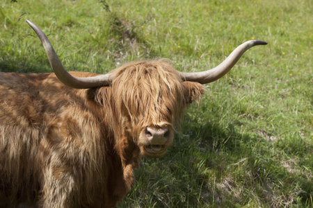 highland cow standing in dappled light on a grassy hillside