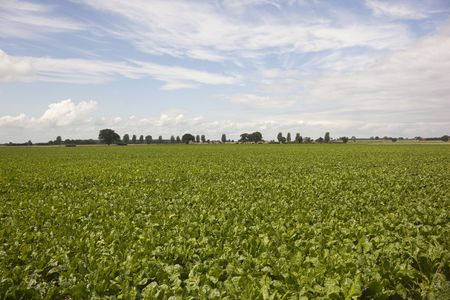 field of sugar beet in summerの写真素材