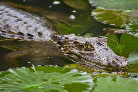a costa rican cayman in a lilly poolの写真素材