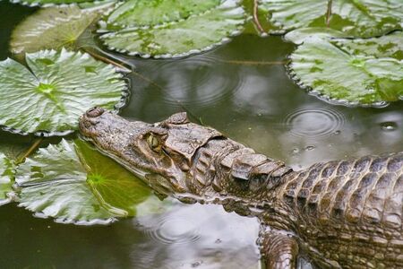a costa rican cayman in a lilly poolの写真素材