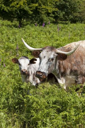 an english long horn cow and its calf amongst brackenの写真素材