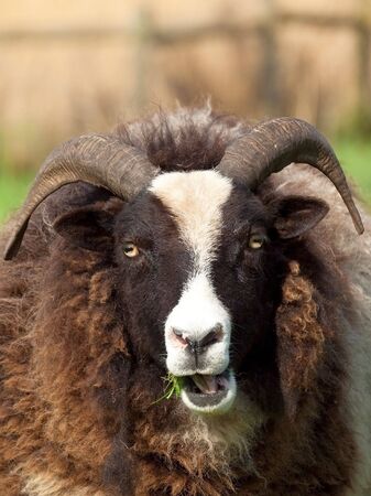 Jacobs sheep in fieldの写真素材