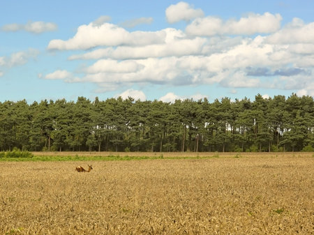 a wheat field and trees with a roe deer running through in summerの写真素材