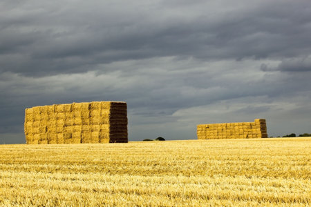 two large stacks of bales in a field in summer