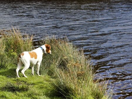 a curious dog on the edge of a lake with grassesの写真素材