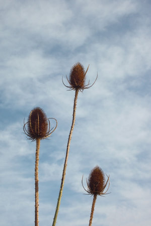 three autumn teasels against a blue and white skyの写真素材