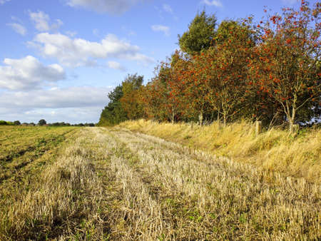 a row of moutain ash trees with red berries beside a stubble field in autumnの写真素材
