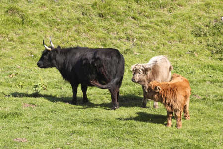 a highland cow with two calves in a summer meadowの写真素材