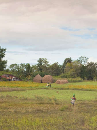 a colorful rural scene in south indiaの写真素材