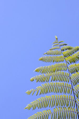 detail of a tropical tree fern frond in sinharaja rainforest sri lankaの写真素材
