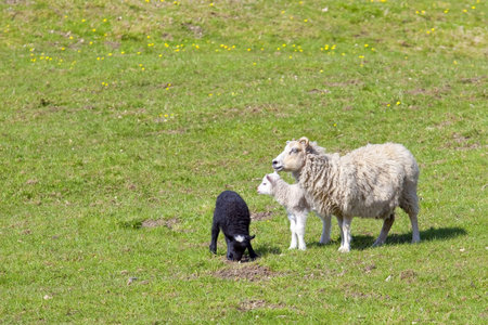 a ewe with a black lamb and a white lamb in a springtime meadow