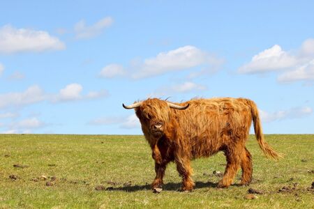 a highland cow on the top of a grassy hill against a beautiful blue sky background in springtimeの写真素材