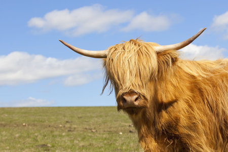 a close up of a highland cow in a hillside pasture with a blue sky on a sunny springtime dayの写真素材