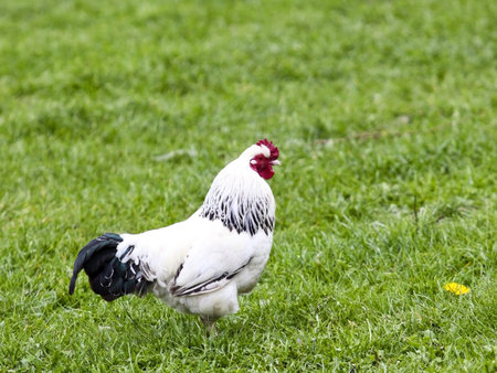 a free range chicken in a green field in springtimeの写真素材