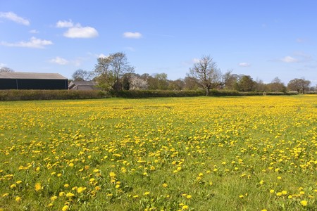 a field of dandelion flowers in springtimeの写真素材