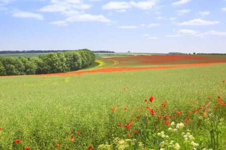 english lanscape with poppies flowering amongst oilseed rape on the yorkshire wolds 