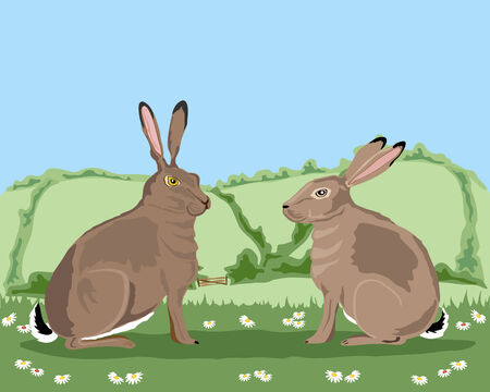 a hand drawn illustration of two hares loking at each other in a summer landscape under a blue skyのイラスト素材