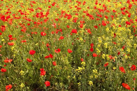 a field of poppies with yellow flowered oil seed and grassの写真素材