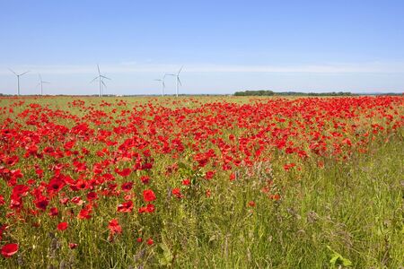an agricultural field with oil seed and bright red poppies and wind turbines in the background under a blue summer skyの写真素材