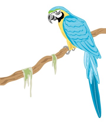 a hand drawn illustration of a gold and blue macaw on a branch on a white backgroundのイラスト素材