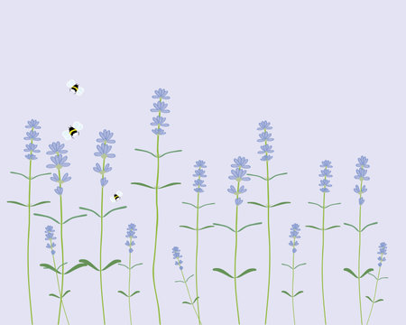 a hand drawn illustration of a row of lavender flowers with bees on a light purple backgroundのイラスト素材