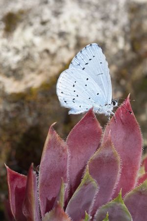 a holly blue butterfly celastrina argiolus on sempervivum leaves in summerの写真素材