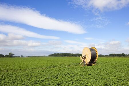 irrigation equipment in a field of potatoes in summer under a blue skyの写真素材