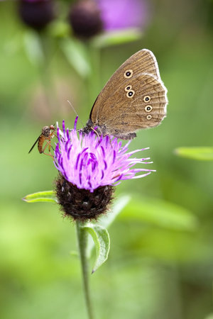 a ringlet butterfly aphantopus hyperantus on a knapweed flower in summerの写真素材