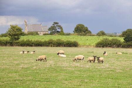 a landscape with a small rural church and sheep grazing in a meadowの写真素材