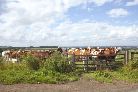 landscape with friendly cattle at the field gate under a cloudy skyの写真素材