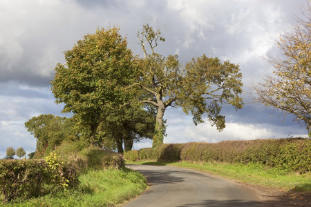 tree lined country road on a stormy autumn day in englandの写真素材